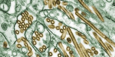 Ptačí chřipka (H5N1)