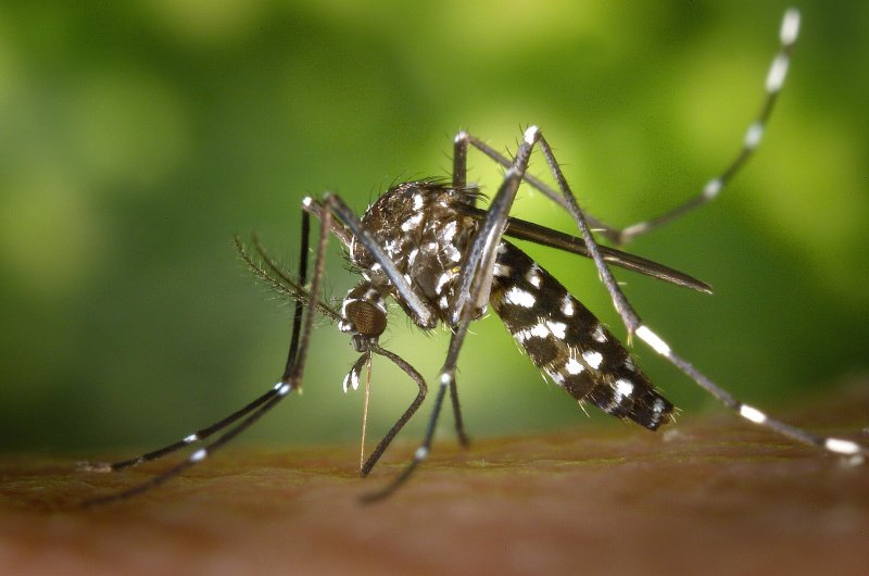 Komár tygrovaný (Aedes albopictus), přenašeč chikungunyi, dengue i ziky