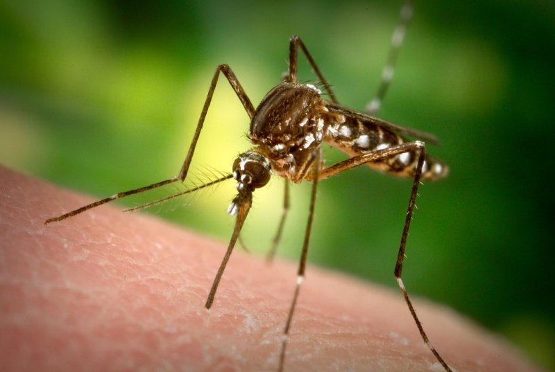 Komár Aedes aegypti, hlavní přenašeč horečky dengue
