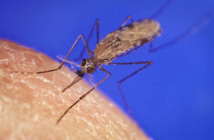 Komár rodu Anopheles, přenašeč malárie, při sání krve