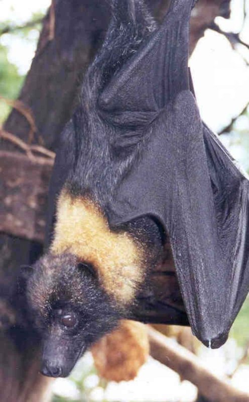 Kaloň, netopýr živící se ovocem a přirozený rezervoár viru Nipah