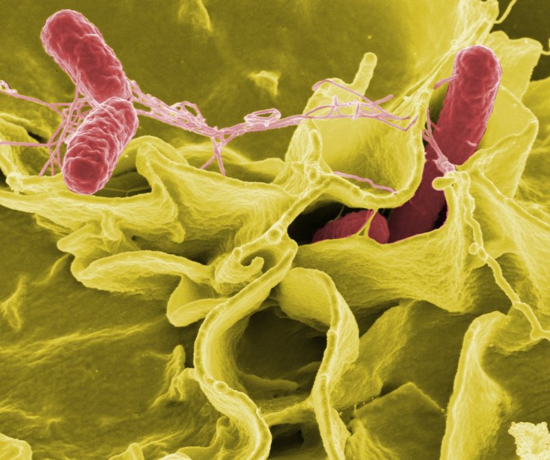 Bakterie Salmonella Typhimurium (červeně) pronikající do lidských buněk v elektronovém mikroskopu