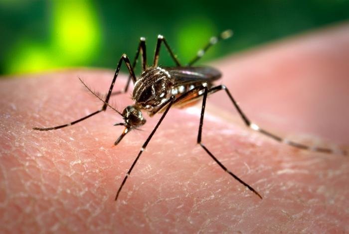 Komár Aedes aegypti, přenašeč žluté zimnice, při sání krve